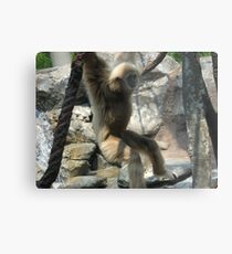 zoo pics Metal Print