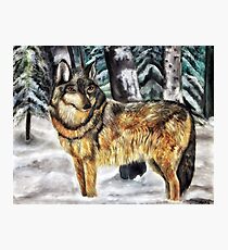 Timber Wolf Photographic Print