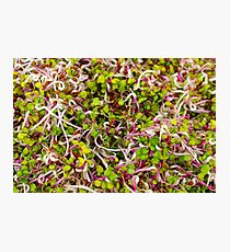Macro of clover sprouts Photographic Print