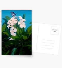 Frangipani Butterfly Postkarten