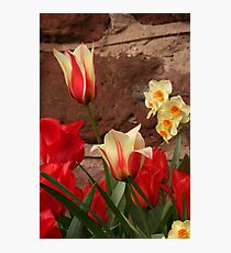 Tulips Photographic Print