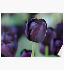 Dark Purple Tulip Poster