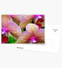 Orchidomania Postcards