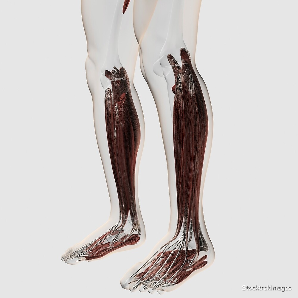 "Male muscle anatomy of the human legs, anterior view." by