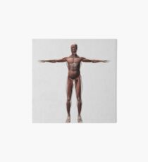 Anatomy of male muscular system, front view. Art Board