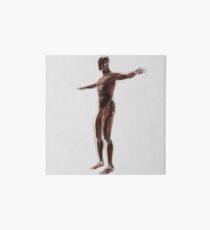 Anatomy of male muscular system, side view. Art Board