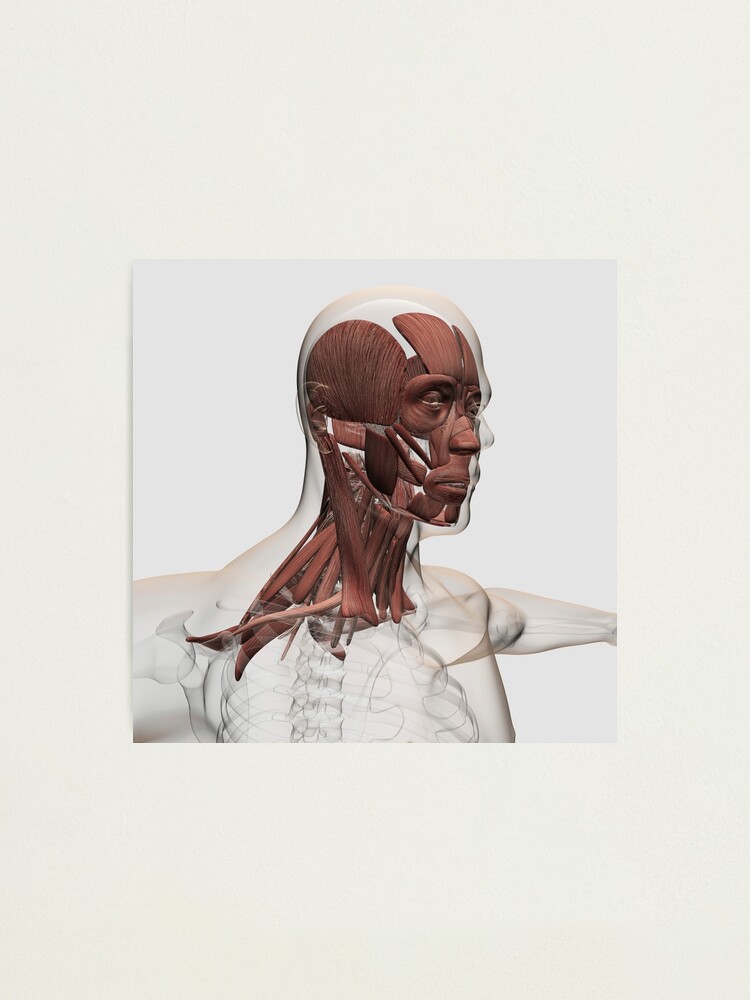 Anatomy Of Male And Neck Muscles Front View Photographic Print