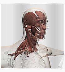 Facial Muscles Posters | Redbubble