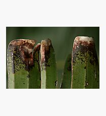 Frost Bite Marks Photographic Print
