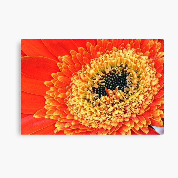 Flowerburst Canvas Print