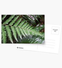 Fern Postcards