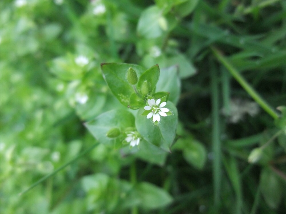 Common chickweed by IOMWildFlowers