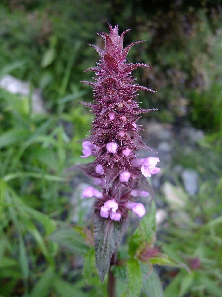 Marsh woundwort by IOMWildFlowers