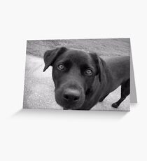 Black Mut Greeting Card