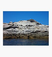 Companion Photographic Print