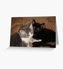 KITTENS Greeting Card