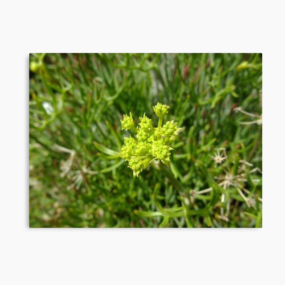 Rock Samphire Canvas Print
