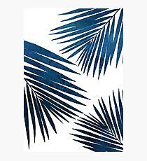 Indigo Palm Fronds Photographic Print