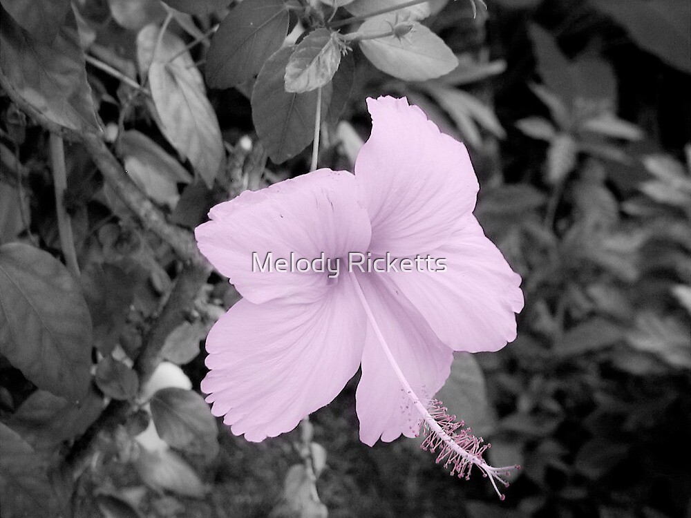 Pretty Pink by Melody Ricketts