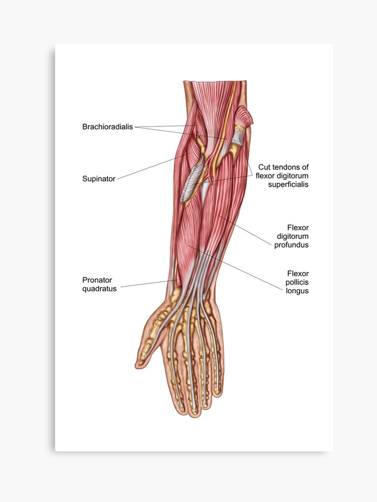 File Human Arm Bones Diagram Heb Svg Wikimedia Commons