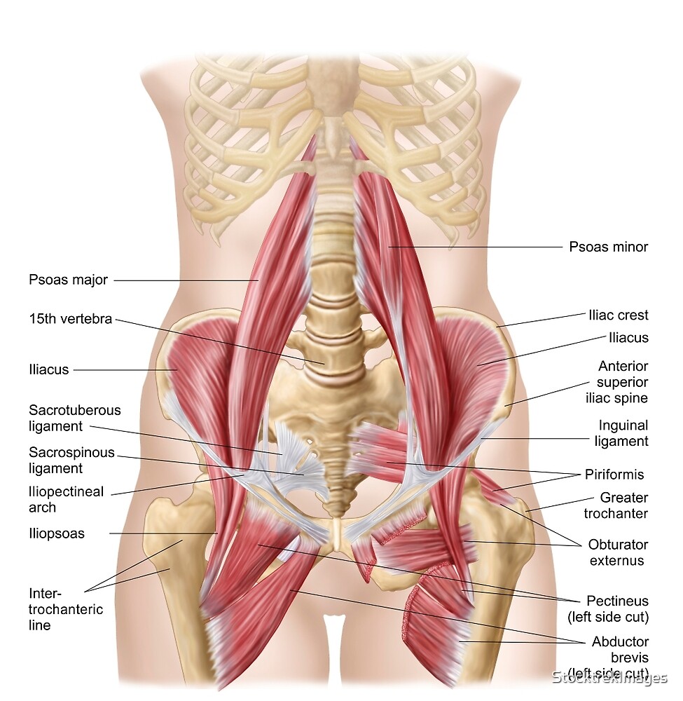 Илиопсоас мышца анатомия
