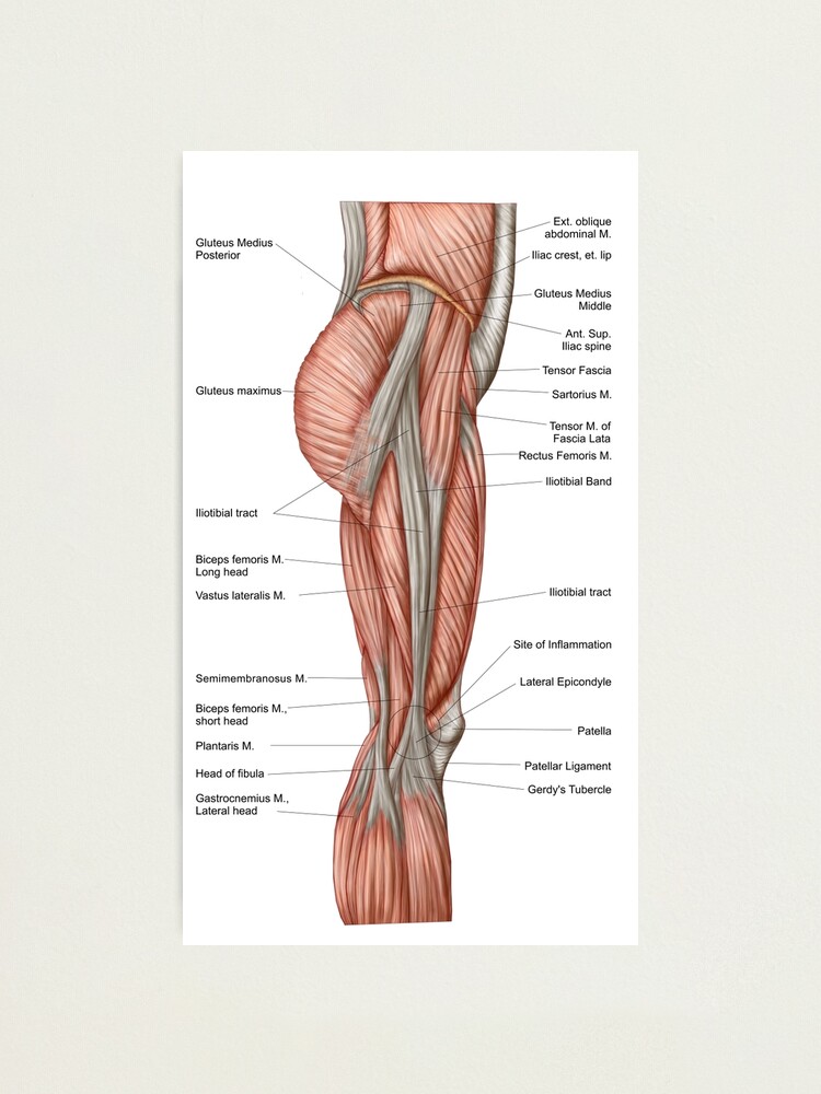 "Anatomy of human thigh muscles, anterior view." Photographic Print by