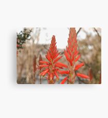 Clones Canvas Print