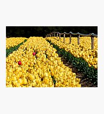 Tulips Photographic Print