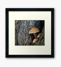 Toadstool in the rainy woods Framed Print