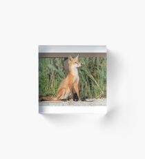 Foxing Around Acrylic Block