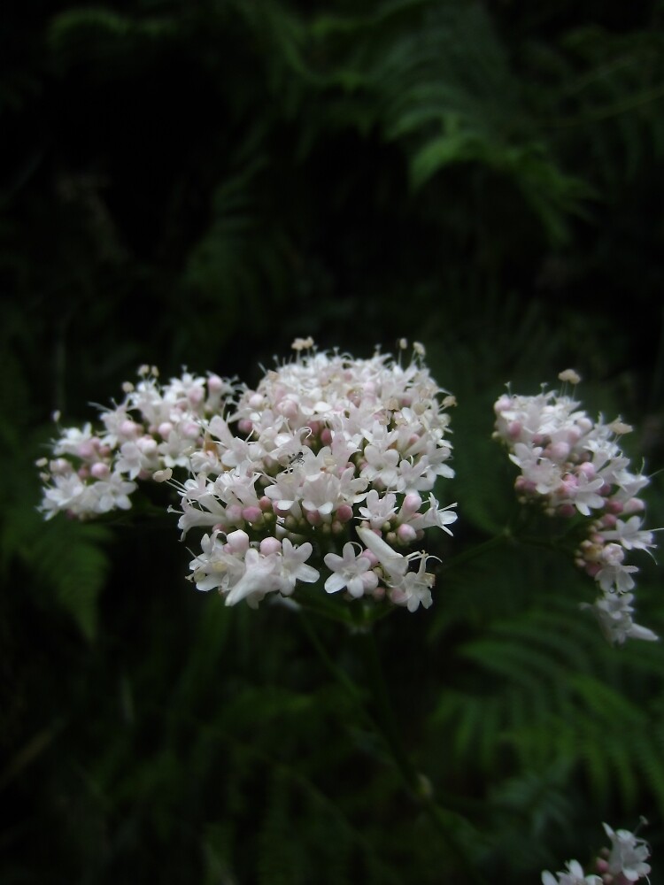 Common valerian by IOMWildFlowers