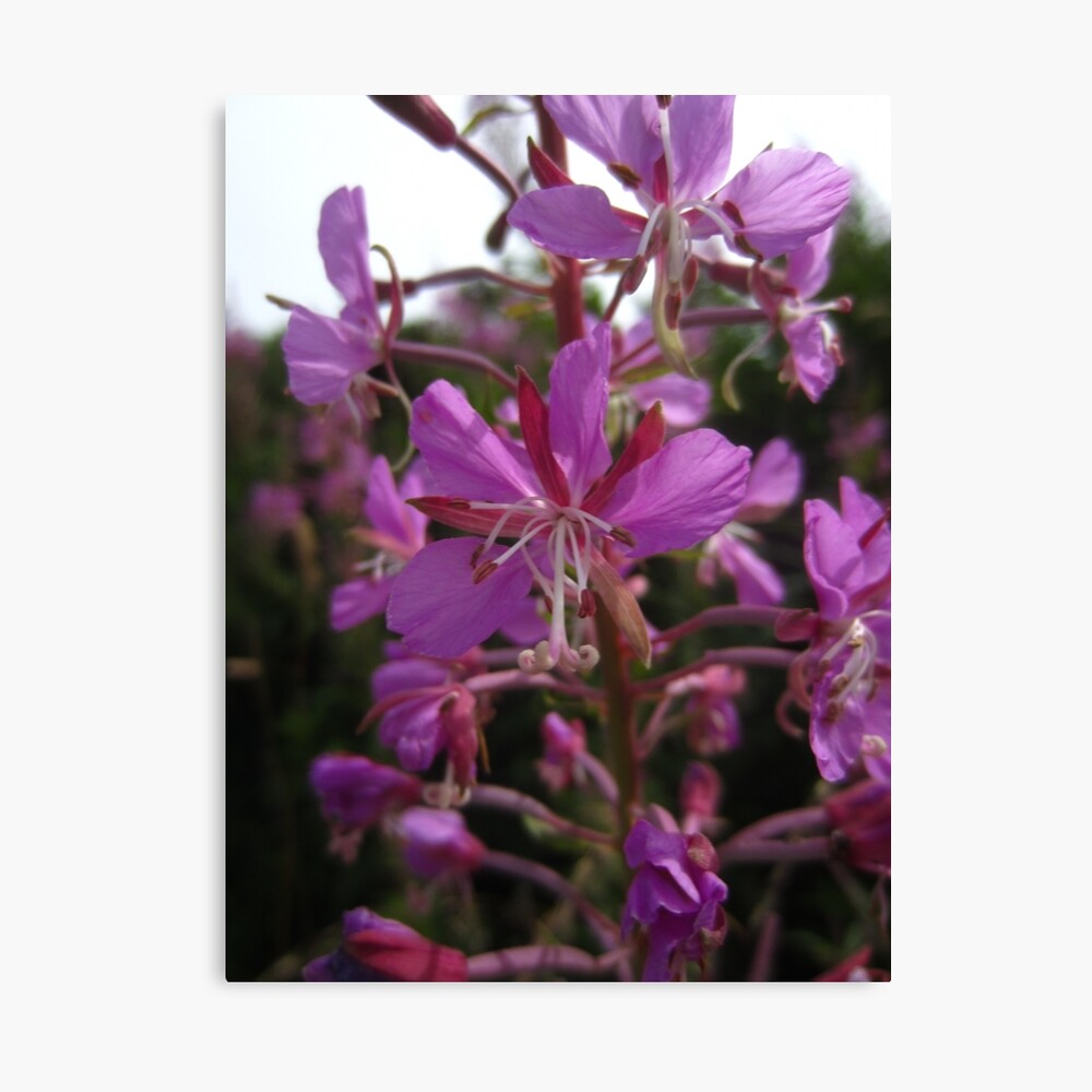 Rosebay Willowherb Canvas Print