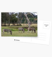 Zebras Postcards