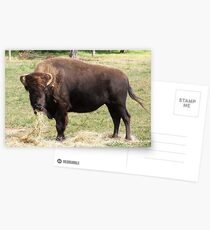 Bull Postcards