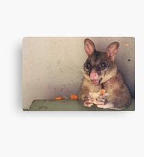 Possum. Canvas Print