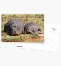Hippos Postcards