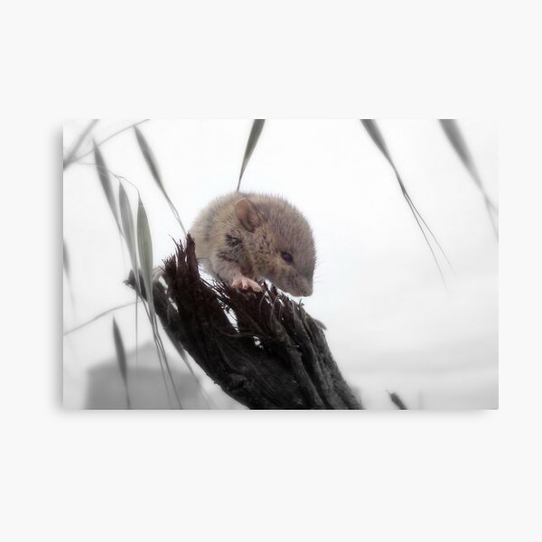 Getting Warmer Canvas Print