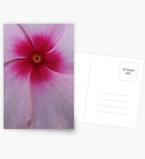 Pink Impatien Postcards