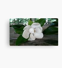 Single Magnolia Canvas Print