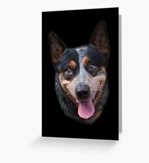 Blue Heeler Greeting Card
