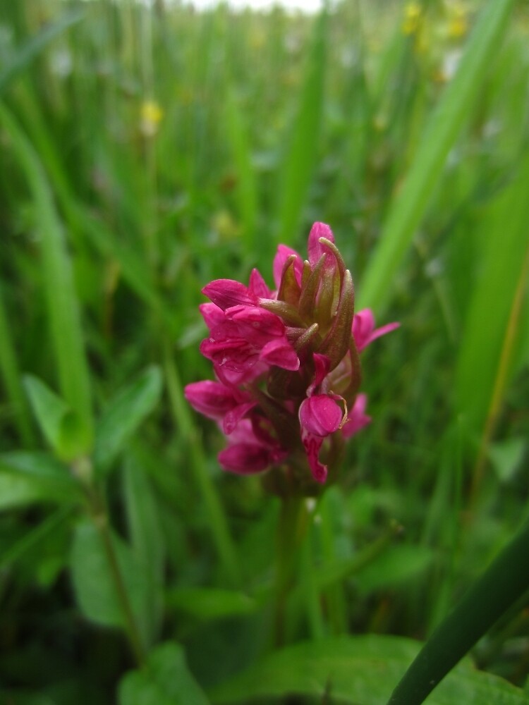 Early marsh orchid by IOMWildFlowers