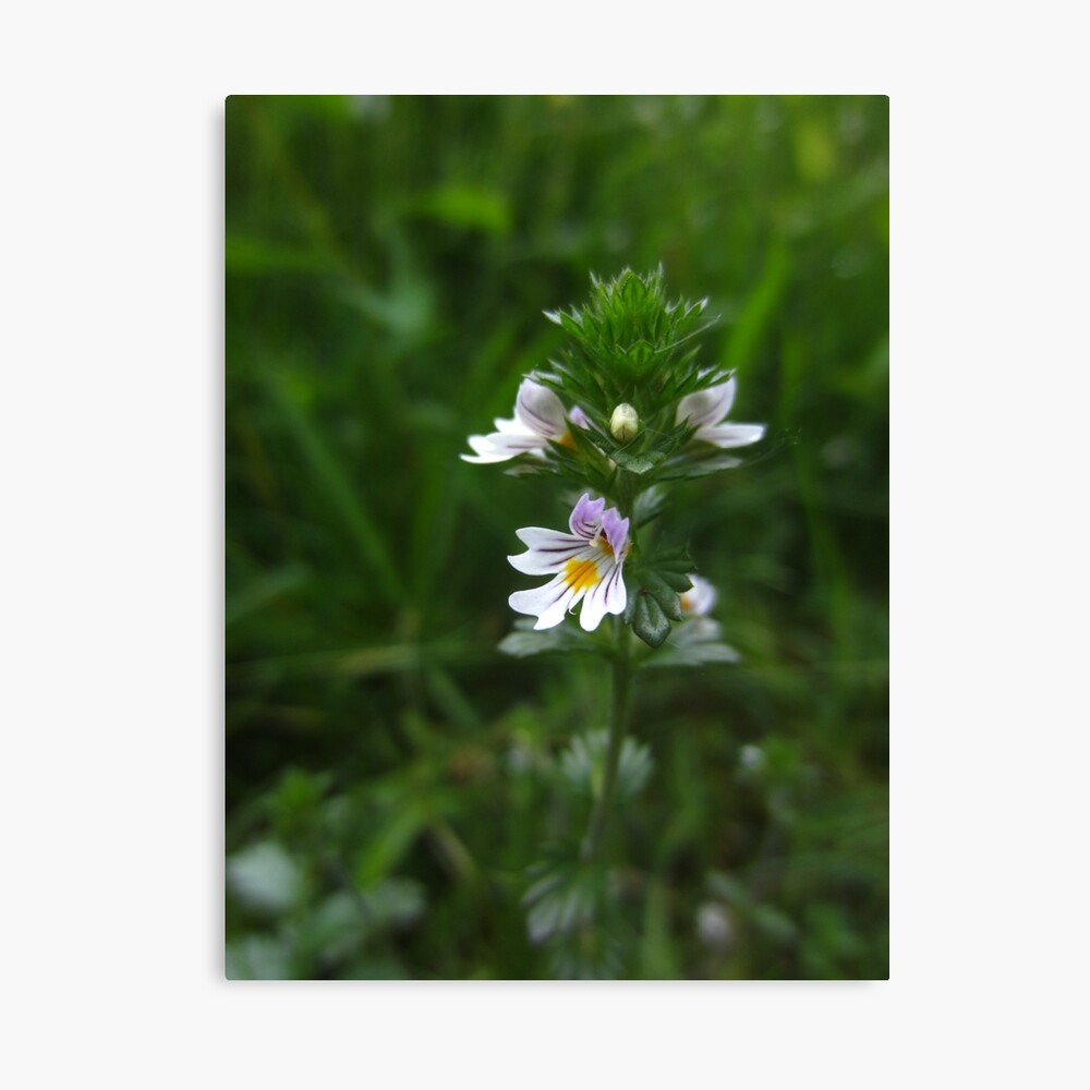 Eyebright Canvas Print