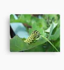 Caterpillar Canvas Print