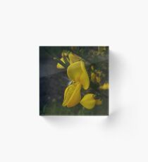 Broom Acrylic Block