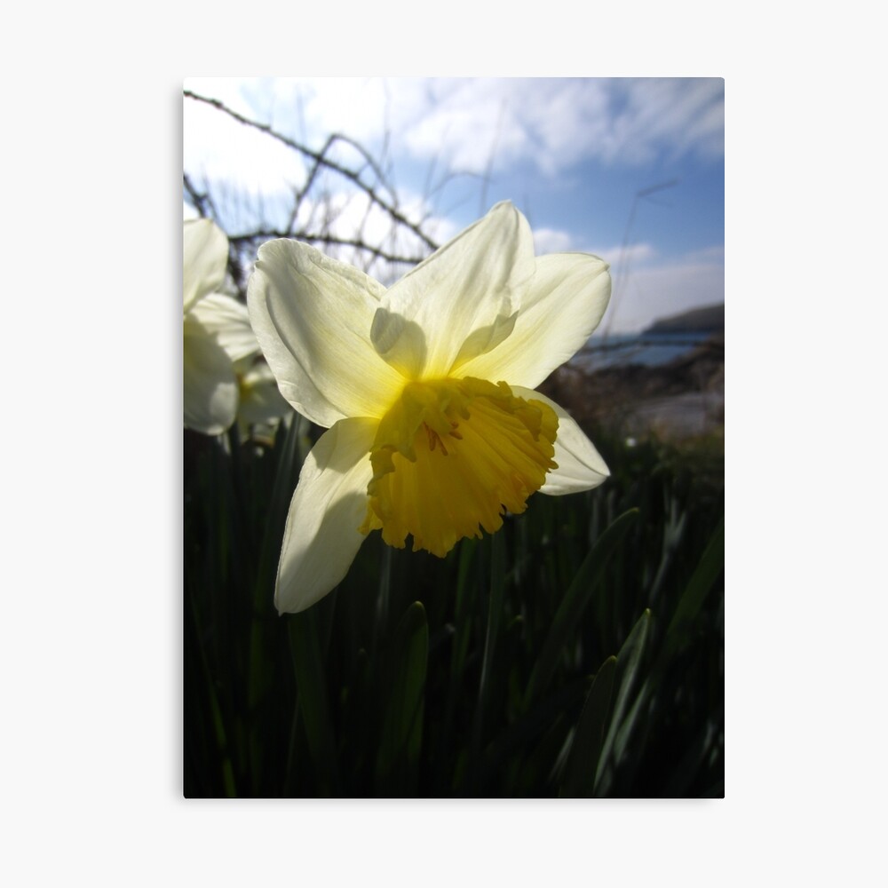 Daffodil Canvas Print