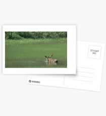 Big Bull Moose Postcards