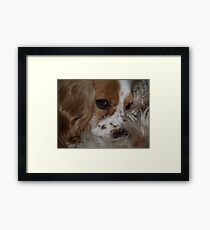 Sierra's Fur Framed Print