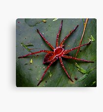 Huntsmen Spider Canvas Print