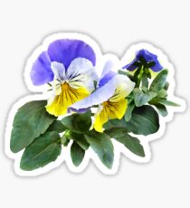 Group of Yellow and Purple Pansies Sticker