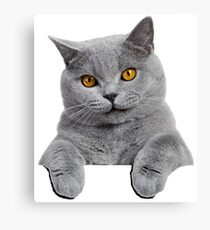 British Shorthair Cat Canvas Print